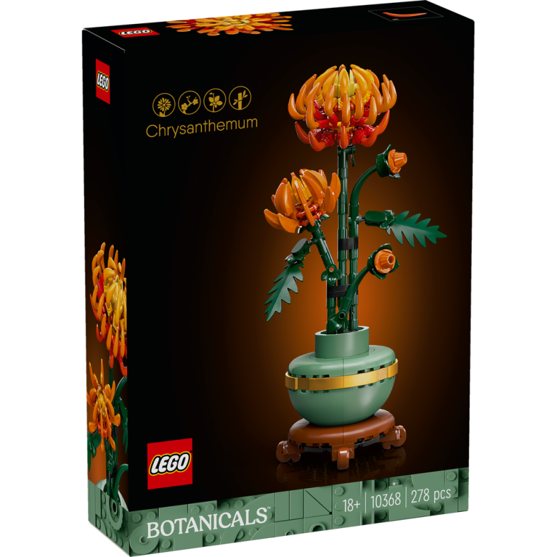 Chrysanthemum 10368