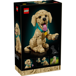 Golden retriever-hvalp