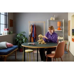 Golden retriever-hvalp