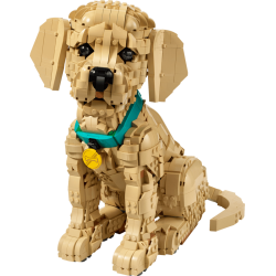 Golden retriever-hvalp