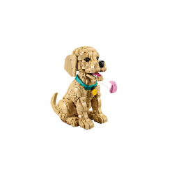 Golden retriever-hvalp