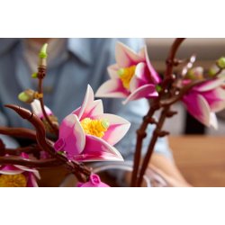 Magnolia-grene