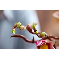 Magnolia-grene