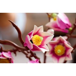 Magnolia-grene
