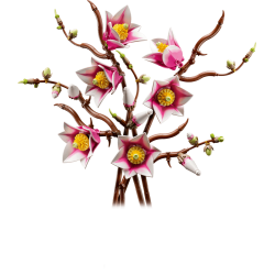 Magnolia-grene