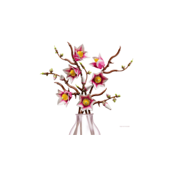Magnolia-grene