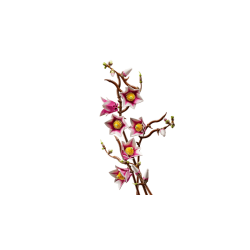 Magnolia-grene