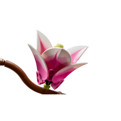 Magnolia-grene