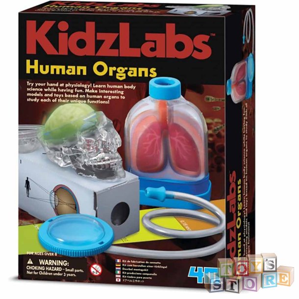 KidzLabs - De Menneskelige Organer 3374